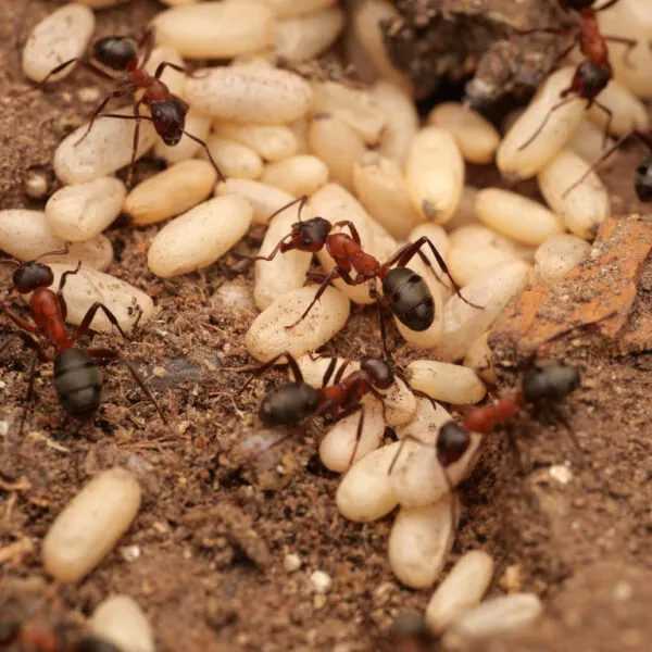 Formica sanguinea