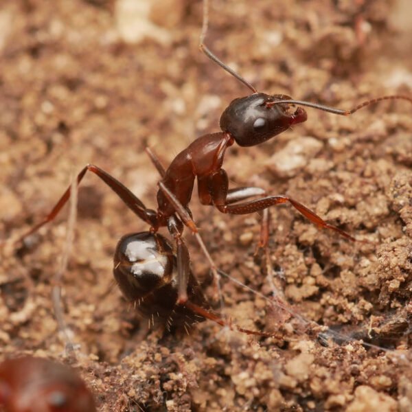 Camponotus sylvaticus