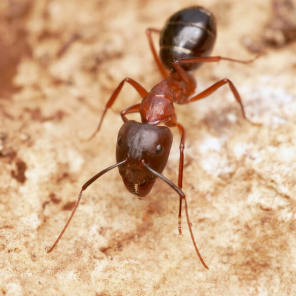 Camponotus sylvaticus