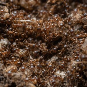 Tetramorium semilaeve