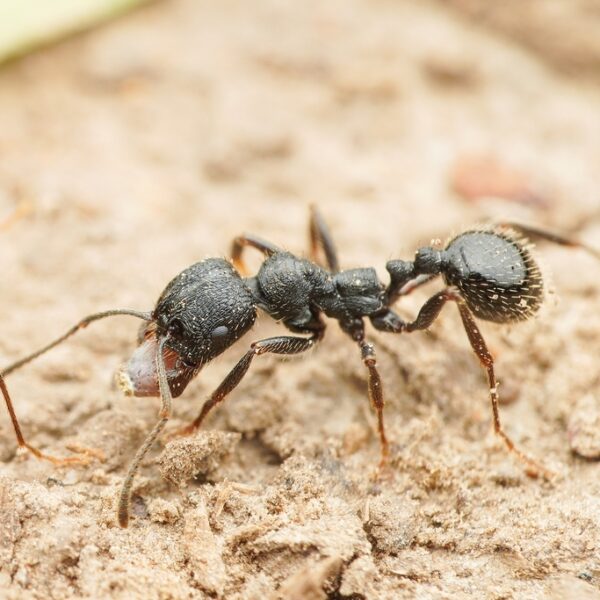 Messor aciculatus
