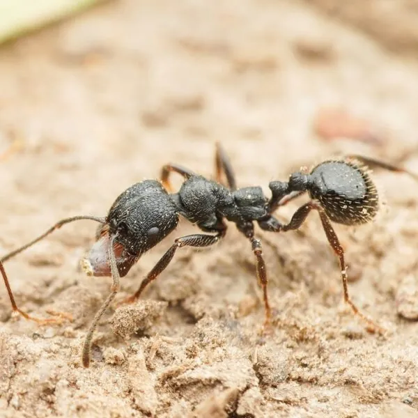 Messor aciculatus
