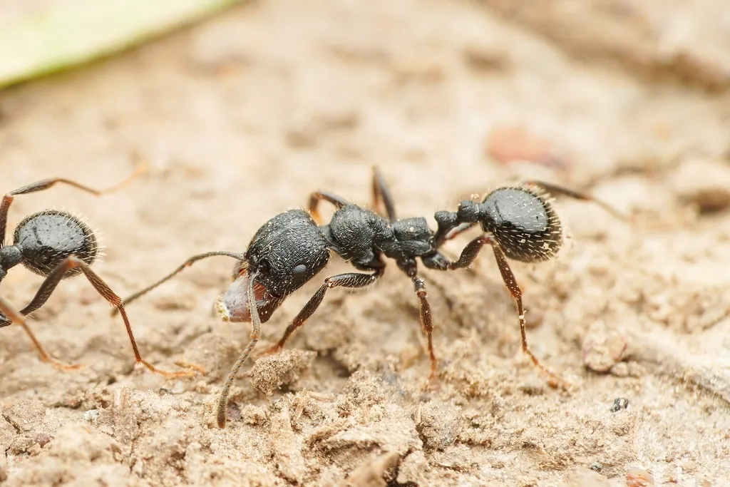 Messor aciculatus