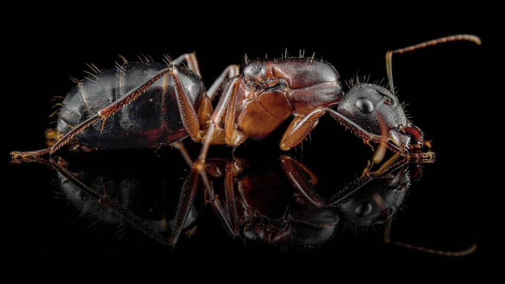 Camponotus barbaricus