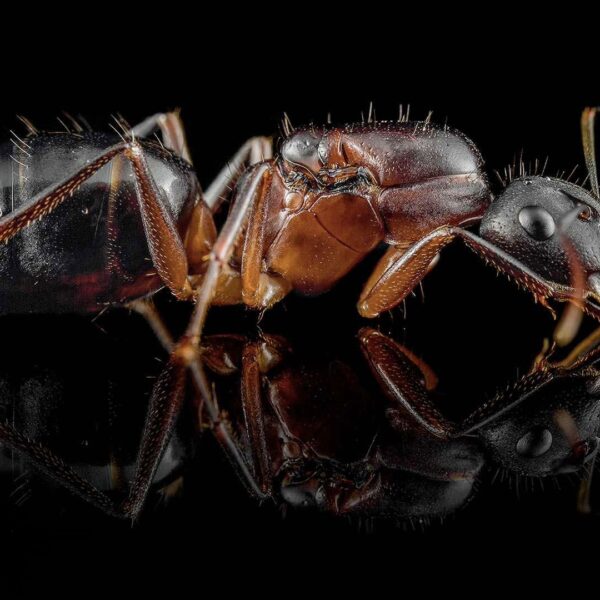 Camponotus barbaricus