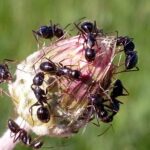 Camponotus aethiops