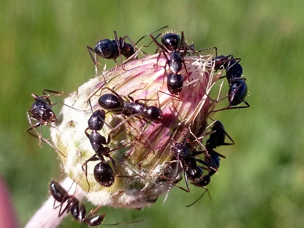 Camponotus aethiops Camponotus aethiops