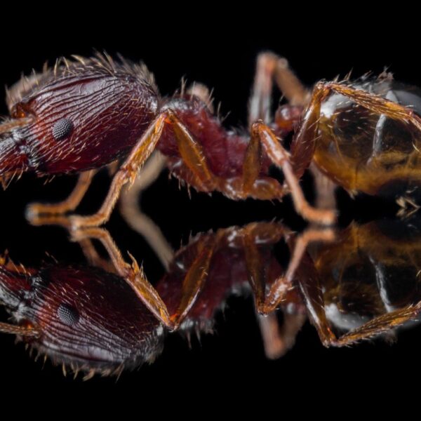 Pheidole indica