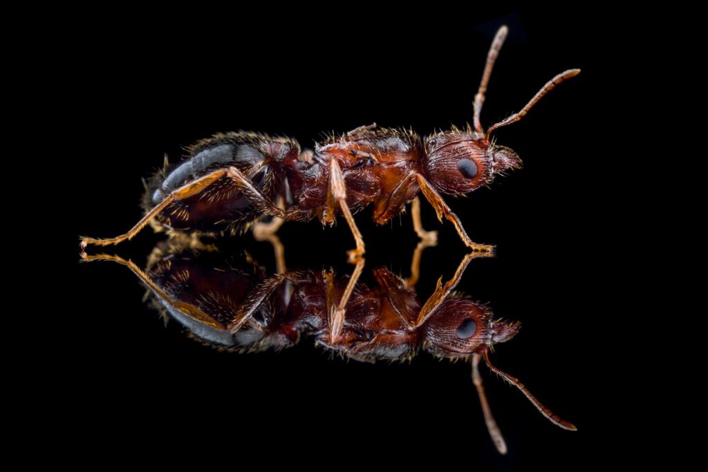 Pheidole indica