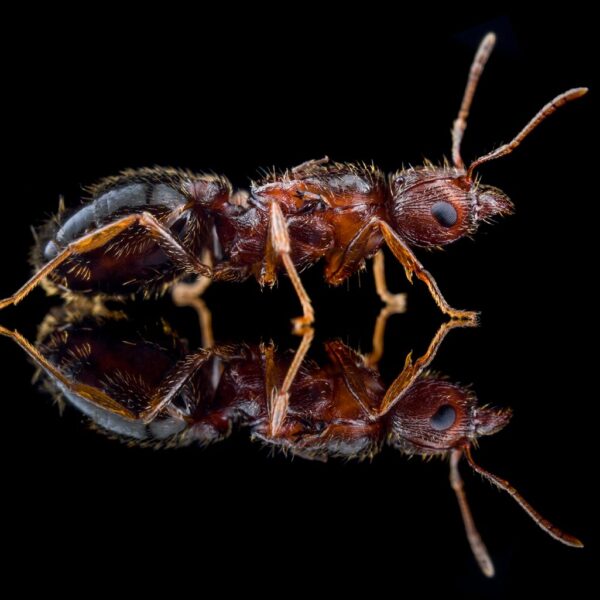 Pheidole indica