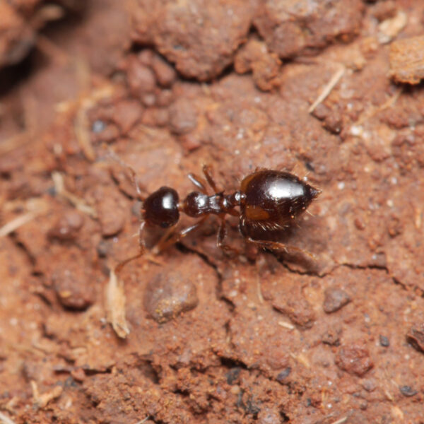 Crematogaster sordidula