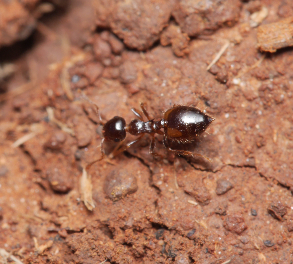 Crematogaster sordidula Crematogaster sordidula
