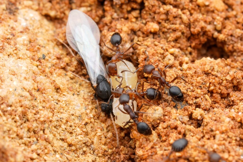 Monomorium subopacum