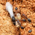 Monomorium subopacum
