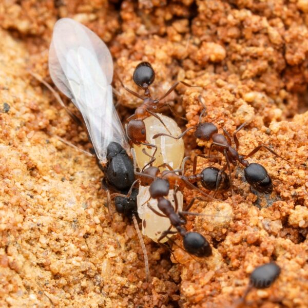 Monomorium subopacum