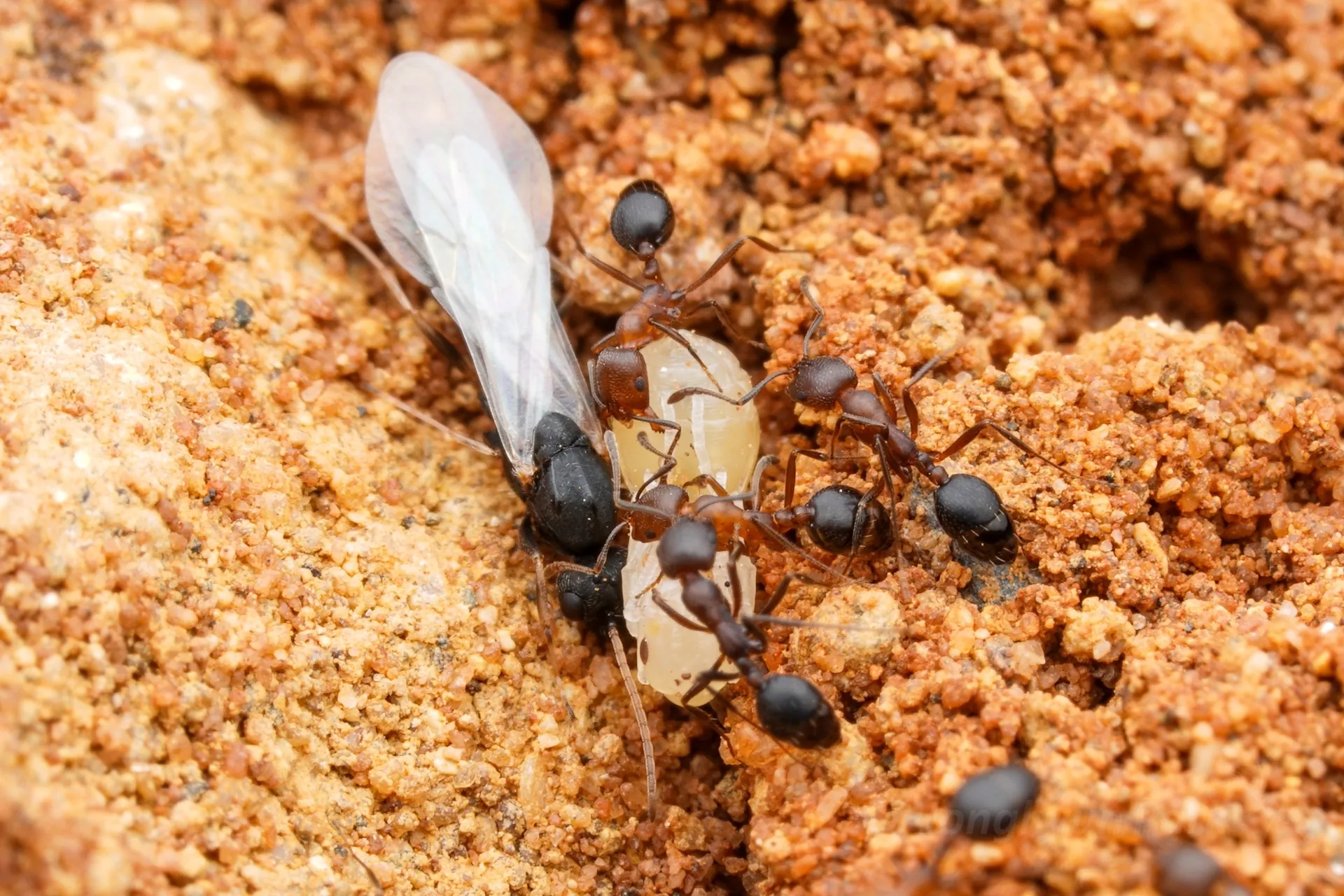 Monomorium subopacum