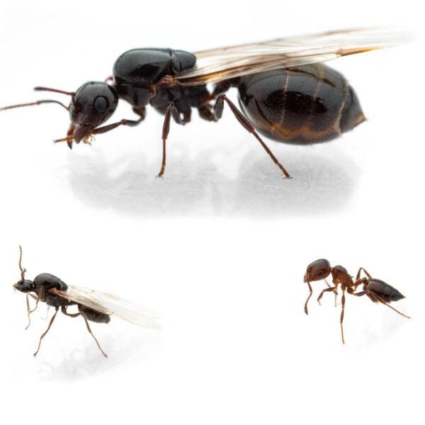 Crematogaster auberti kopen