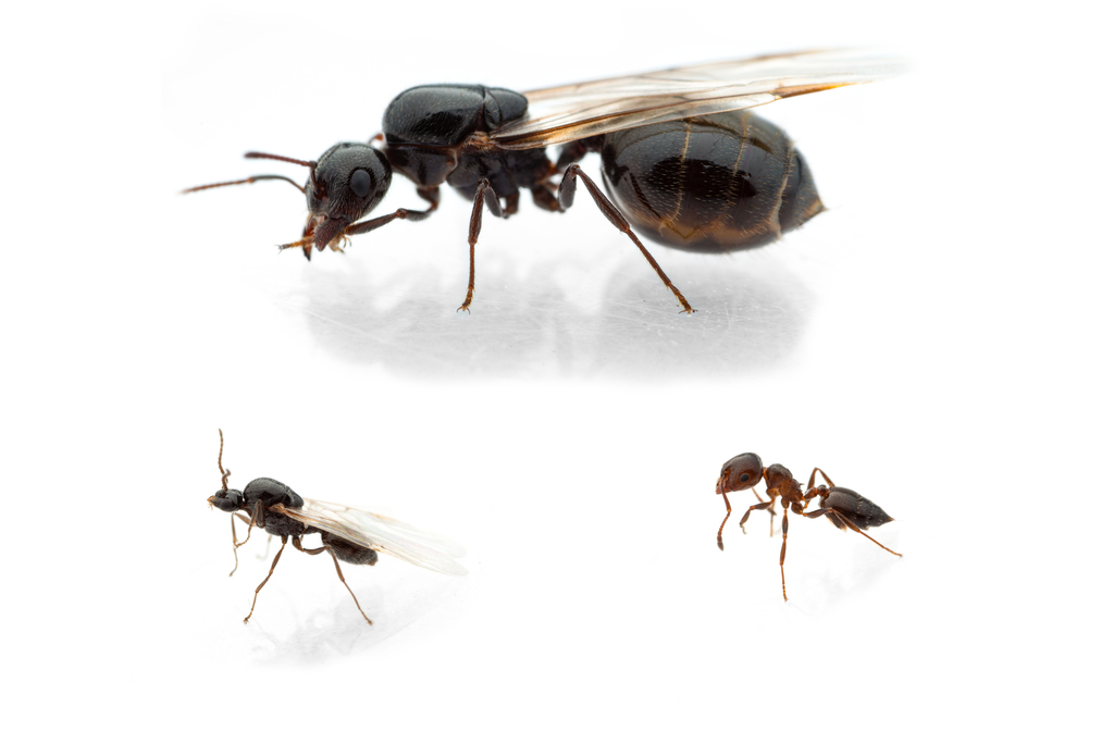 Comprar Crematogaster auberti Comprar Crematogaster auberti