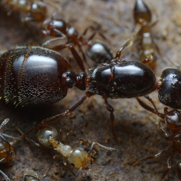 Crematogaster auberti