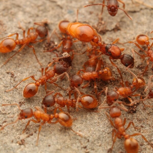 Acquista Myrmica rubra