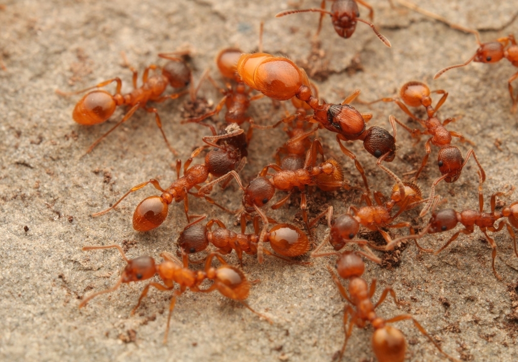 Myrmica rubra kopen