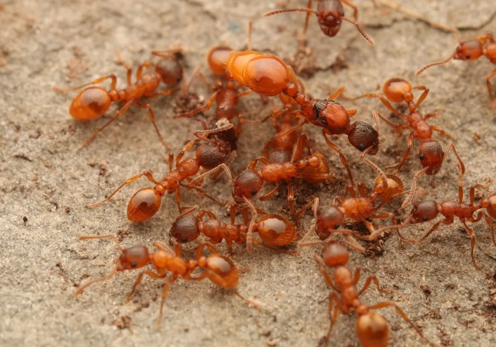 Myrmica rubra kopen