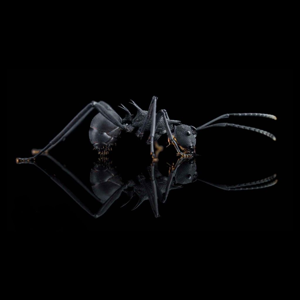 Polyrhachis armata