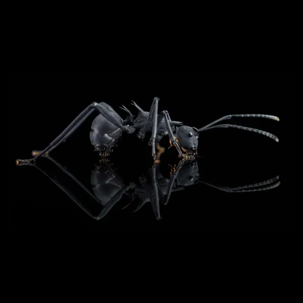 Polyrhachis armata