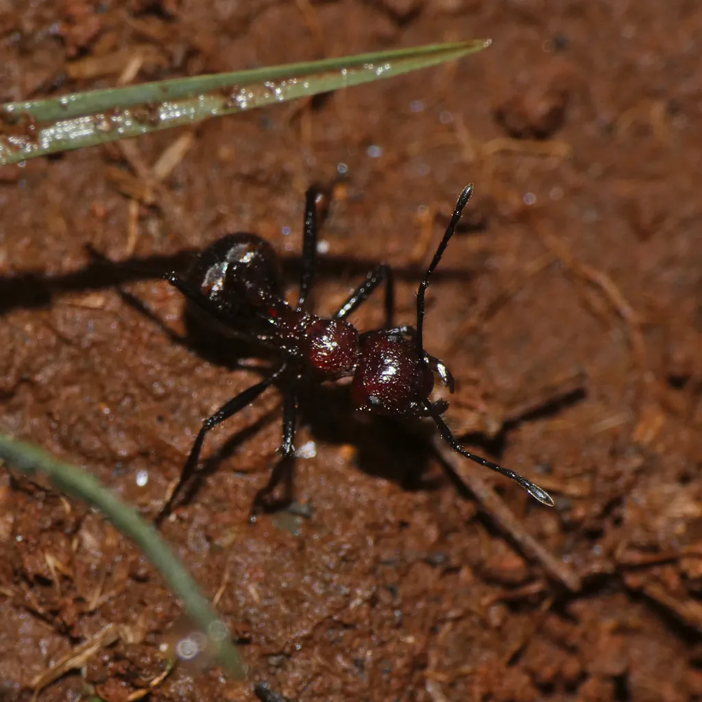 fourmis pour débutant