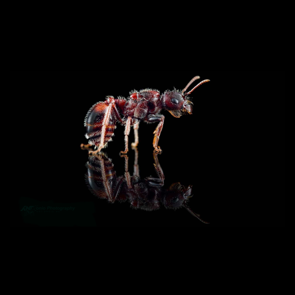 Pogonomyrmex rugosus