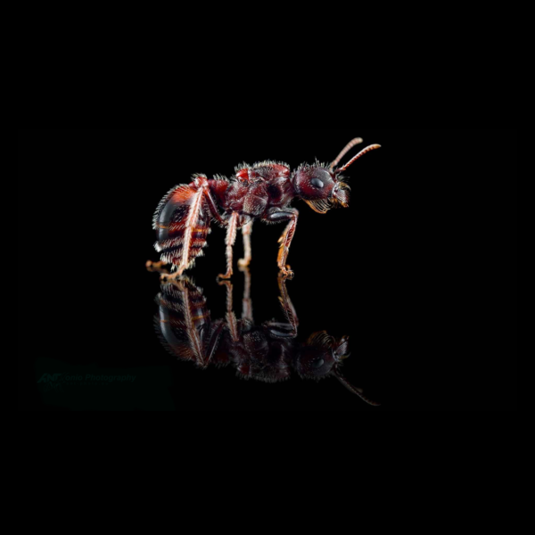 Pogonomyrmex rugosus