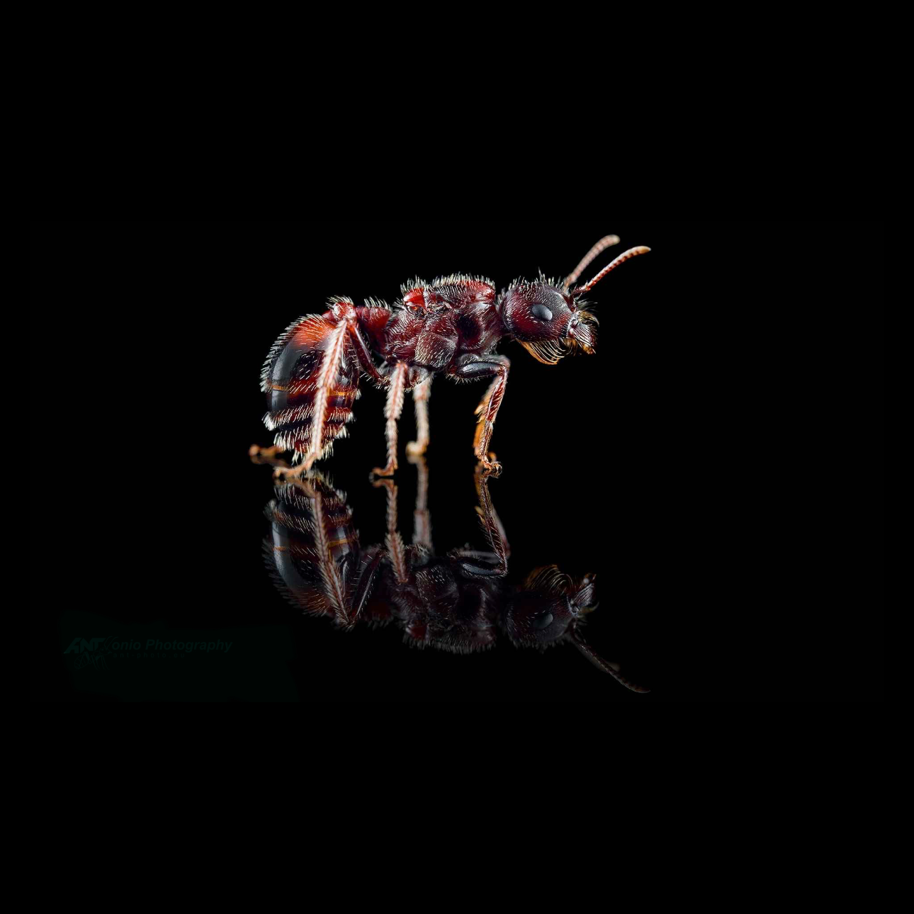 Pogonomyrmex rugosus Pogonomyrmex rugosus