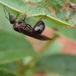 myrmicaria-brunnea-kopen
