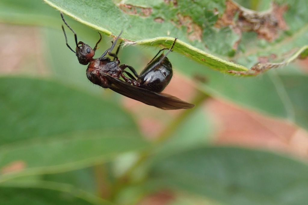 myrmicaria-brunnea-kopen myrmicaria-brunnea-kopen
