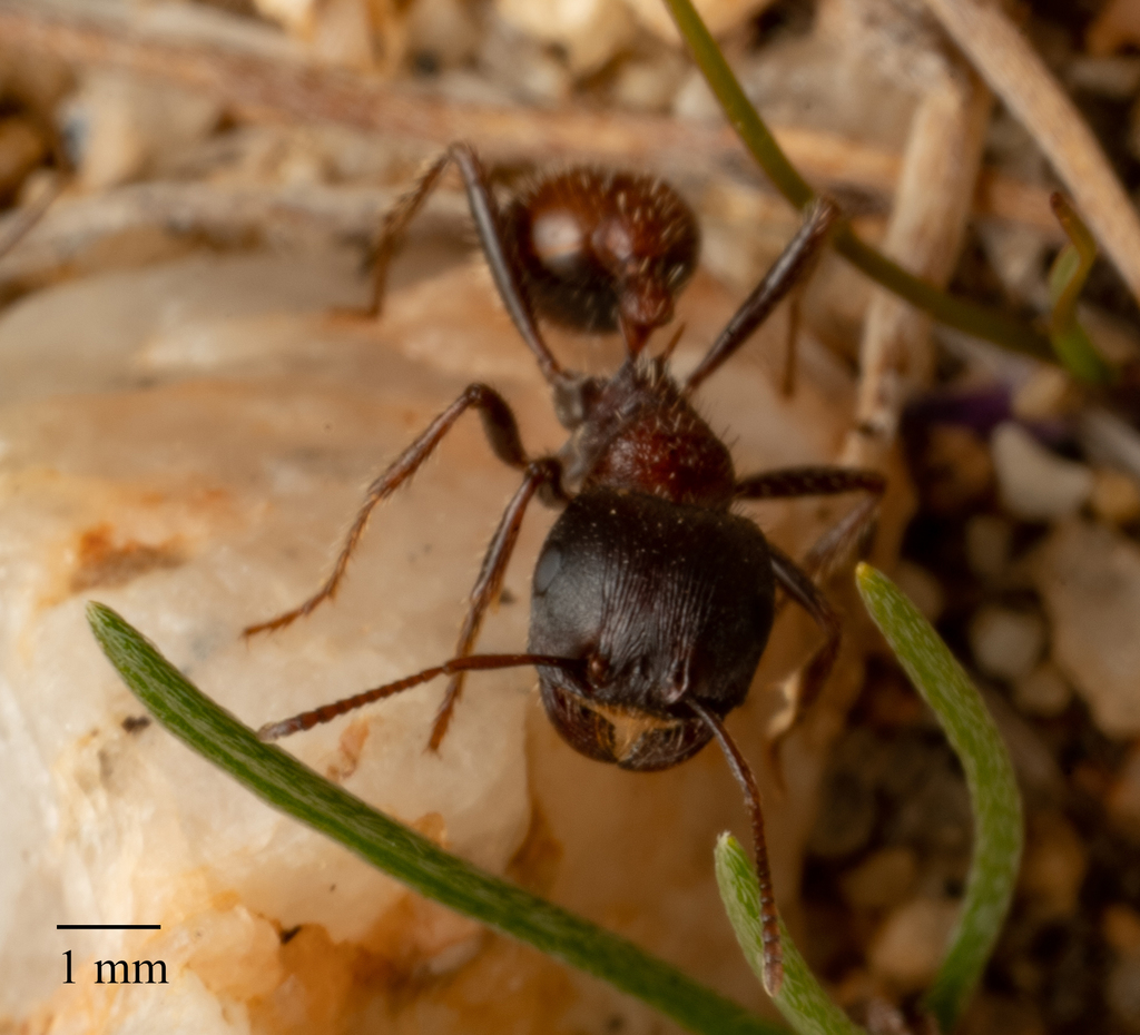 Pogonomyrmex rugosus Pogonomyrmex rugosus