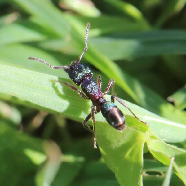 Rhytidoponera metallica koningin