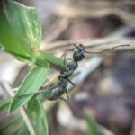 Diacamma rugosum
