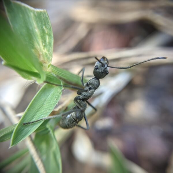 Diacamma rugosum
