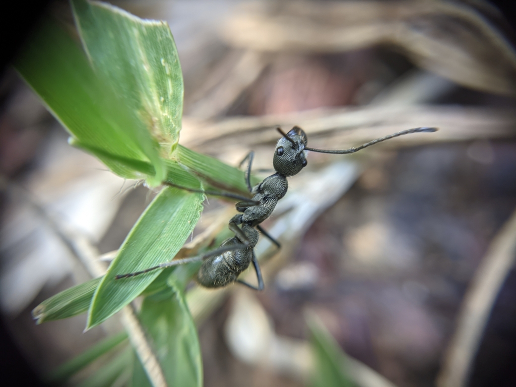 Diacamma rugosum Diacamma rugosum
