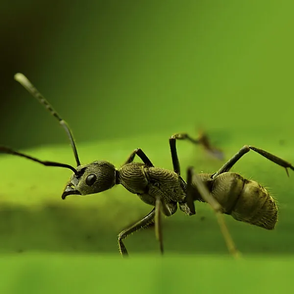 Diacamma rugosum