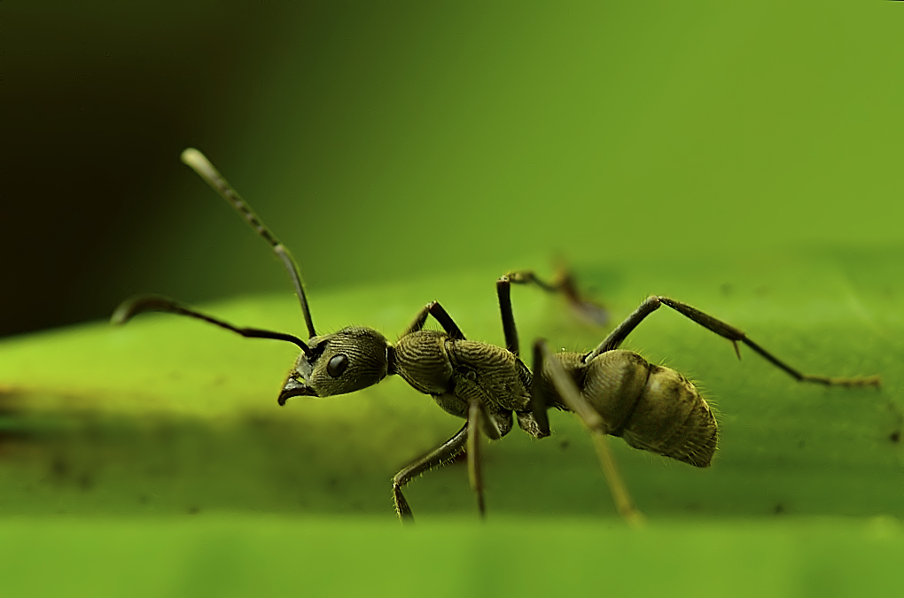 Diacamma rugosum Diacamma rugosum