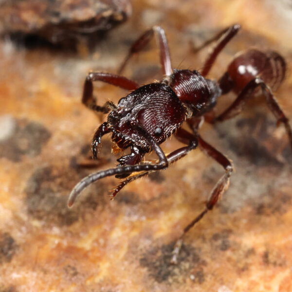 Odontoponera transversa