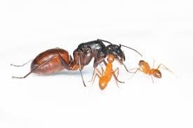 camponotus-ca-02