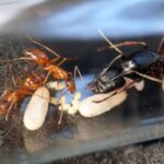 camponotus-ca-02