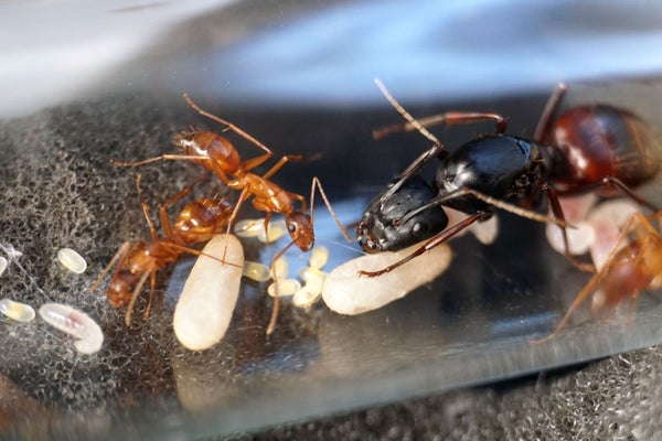 camponotus-ca-02 camponotus-ca-02